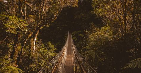 Brown Hanging Bridge Surrounded By Trees · Free Stock Photo
