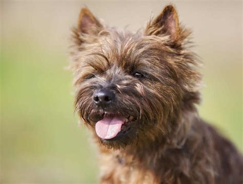 Cairn Terriers Should You Get This Shaggy And Fearless Scottish Earthdog