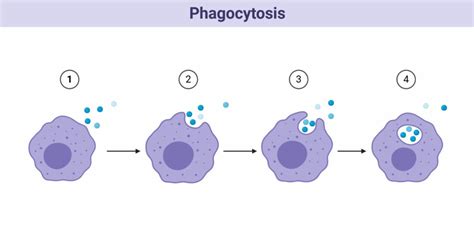 Endocytosis Definition Process And Types With Examples