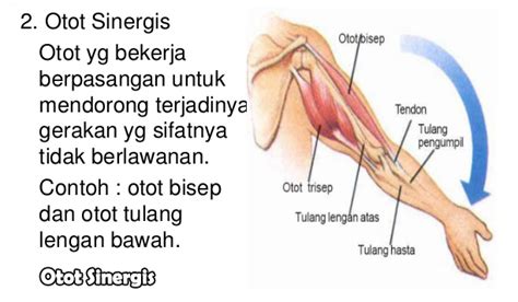 Sebagai contoh, otot pronator teres dan otot pronator quadratus, yang bertindak secara sinergis ketika kita menggerakkan telapak tangan ke bawah dan ke atas. MAKALAH FISIOLOGI OTOT