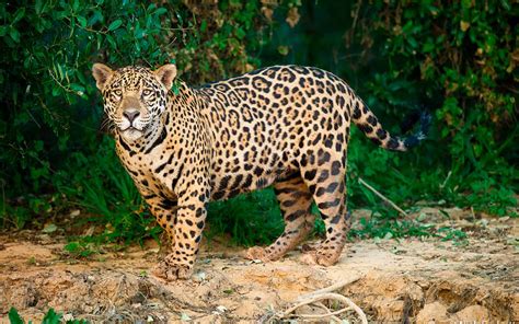 Jaguar En Mayor Peligro De Extinción De Lo Esperado Acontecer Querétaro