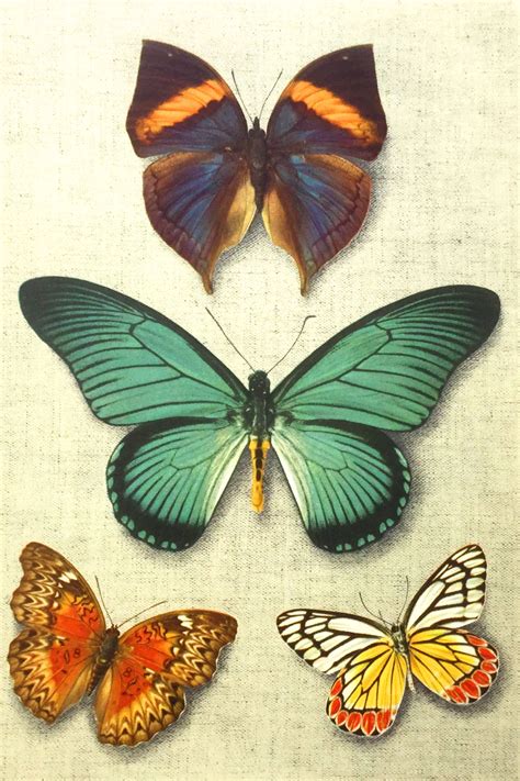 Vintage Butterfly Prints For Framing Original Butterfly Book Plate
