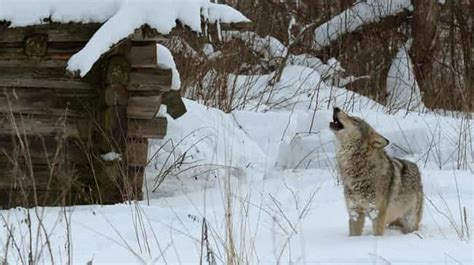 The Radioactive Animals Of Chernobyl Wolves Birds And More