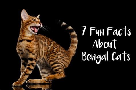 7 Fun Facts About Bengal Cats