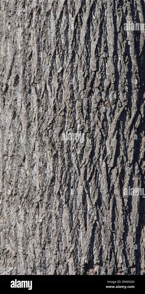Yellow Poplar Tree Bark Stock Photo Alamy