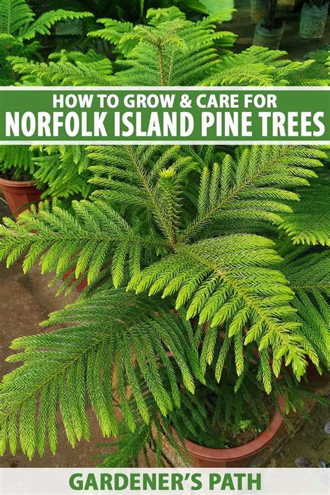 Amazing Direction How To Propagate Norfolk Pine In Your Garden Dont