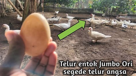 Telur Entok Jumbo Ori Segede Telur Angsa Youtube