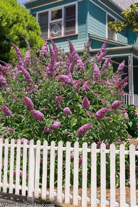 Buy Pink Delight Butterfly Bush Free Shipping Wilson Bros Gardens