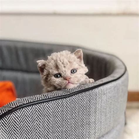 Once the kitten reached eight weeks of age, their curly coat started to develop. Adorable Curly Haired Cats Look Like They Got Perms ...