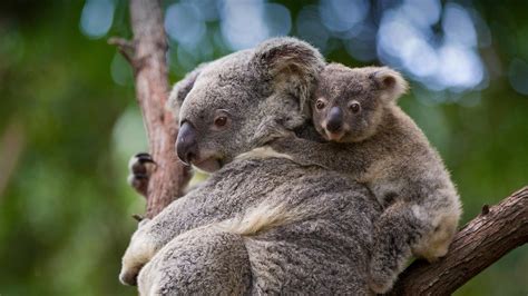 Koala Mother And 8 Month Old Joey Queensland Australia Suzi