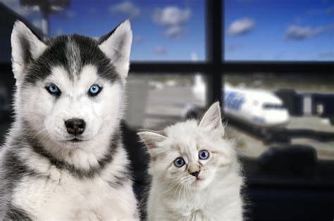 In addition to the airline, pet parents have to make important decisions about the right type of carrier, where they're staying upon arrival and hawaiian is one of the most restrictive airlines in terms of pet travel. Spirit Airlines Pet & Emotional Support Animal Policy