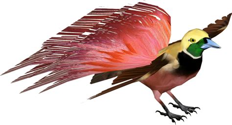 Raggiana Bird-of-Paradise | Birds of paradise, Bird, Paradise