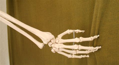 Skeleton Hands Skeleton Skeleton Arm