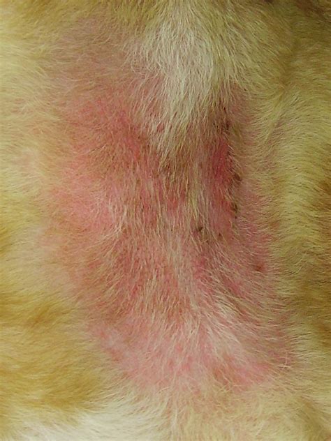 Biology Diagnosis And Treatment Of Malassezia Dermatitis In Dogs And