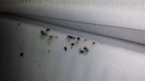 Bed Bug Feces Pest Hacks
