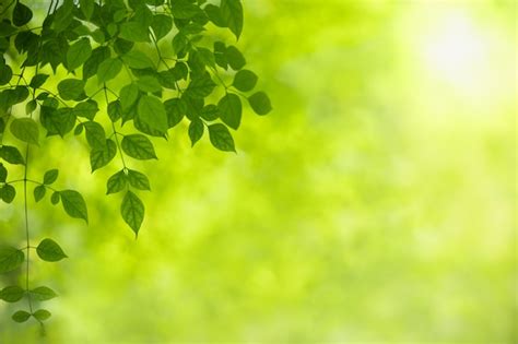 Premium Photo Close Up Of Nature Green Leaf On Blurred Greenery Under