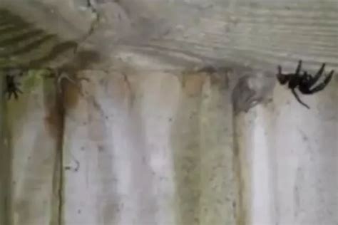 Shocked Homeowner Finds Huge Venomous Spider Infestation In His Back