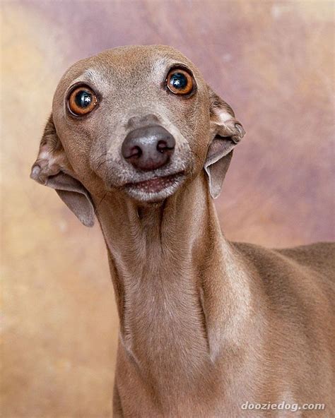 594 Best I Adore Greys Images On Pinterest Greyhounds Animal