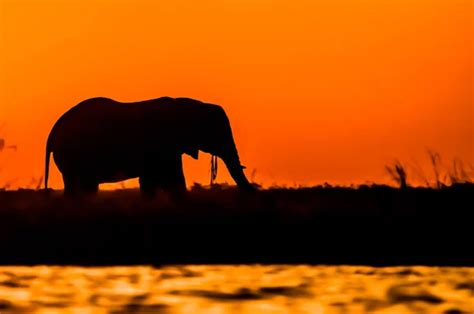 Elephants At Sunset — Stock Photo © Befehr 3829623