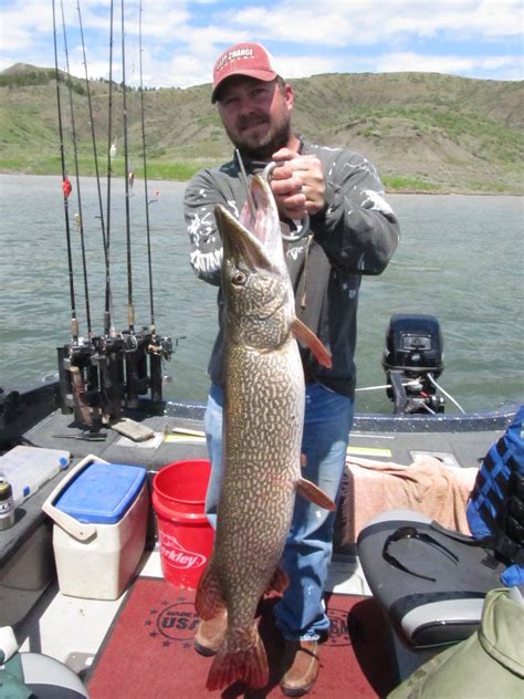 Casey Schantz With A 42″ 20 Pound Northern Pike Fort Peck Fishing