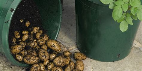 Grow A Potato Farm In Buckets Five Gallon Ideas