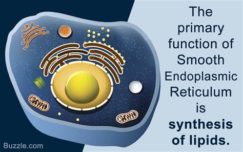Structure, function and response to cellular signaling. cellular and molecular life sciences. All About the Smooth Endoplasmic Reticulum and its ...