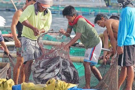 First Quarter Fishery Output Rises By 2 Businessworld Online