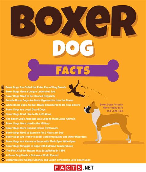 18 Facts About Boxer Dogs Anatomy Ancestry Nature And More