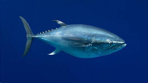 Us Government Will Not List Pacific Bluefin Tuna As An Endangered Species