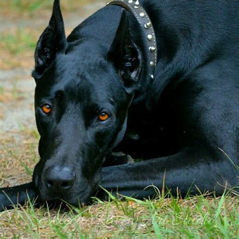 In fact, visual identification, even by professionals, is. 1000+ images about Big Dogs on Pinterest | Nyx, Great ...