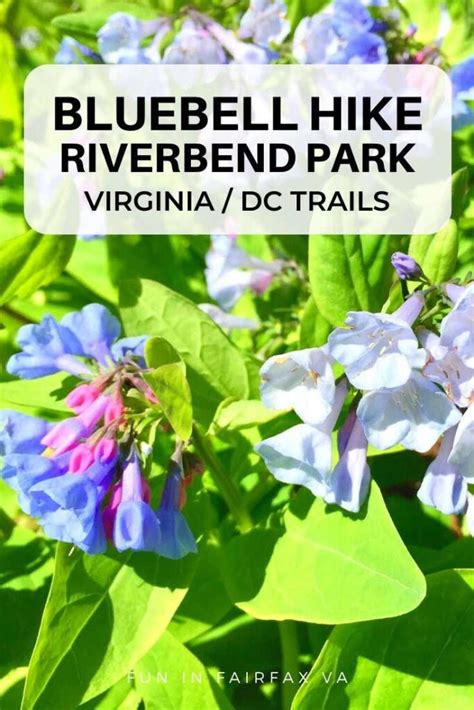 Potomac Hike Virginia Bluebells And Sycamores At Riverbend Park