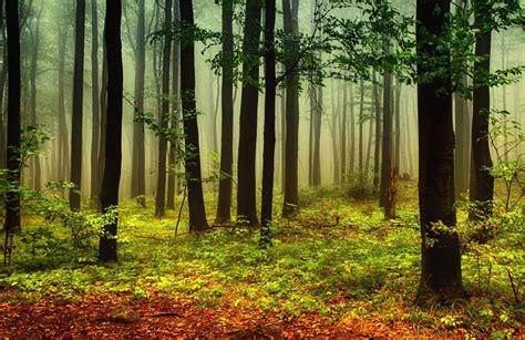 Green And Orange Misty Forest Forest Plain Foggy Forest Misty Forest