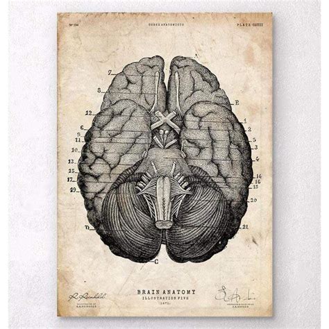 Brain Anatomy Art Print Vii — Medshop Australia