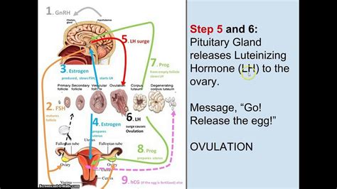 Ovulation 101 Youtube