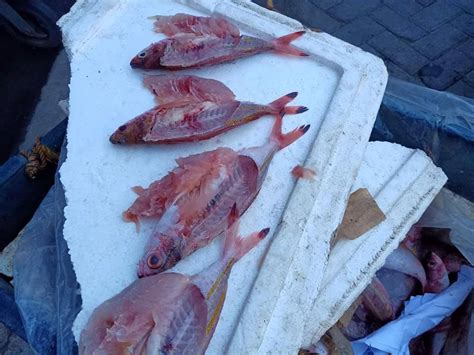 500 Kilos Of Dynamited Fish Nabbed In Coron Port Palawan News
