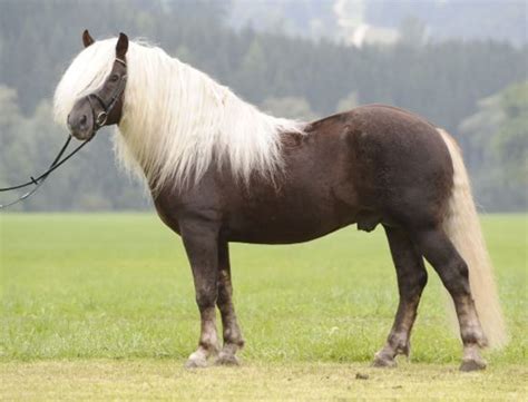 Everything You Need To Know About Ponies And Their Care Pethelpful