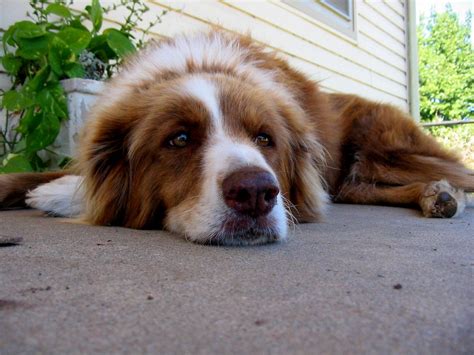 My Dog Being Bored My Dog Ginger Being Bored Josh Flickr