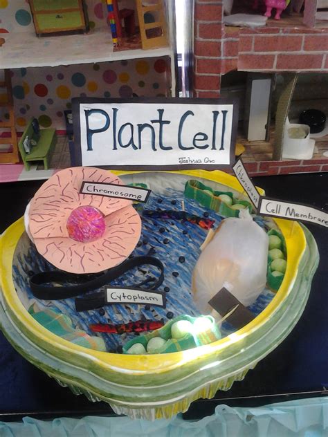 5th Grade Science Plant Cell Diagram Labeled Functions And Diagram