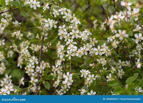 Branch Of A Blossoming Cherry Tree With White Flowers Stock Photo