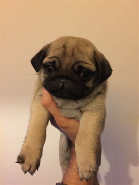 It tells the story of a group of friends that stand by each other well into adulthood. Cachorros Pug - U$S 1.500,00 en Mercado Libre