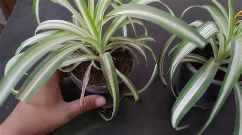 Garden And Outdoor Review Of Spider Plant Care Youtube