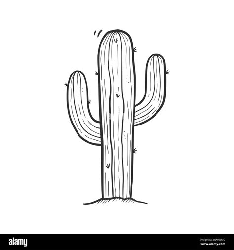 Desert Cactus Drawing Hi Res Stock Photography And Images Alamy