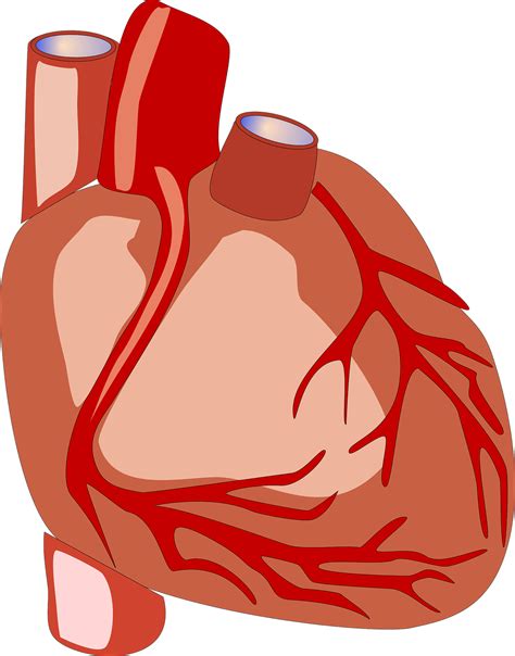Download Heart Human Heart Anatomy Royalty Free Vector Graphic Pixabay