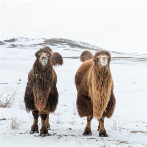 They are threatened by habitat loss due to mining and industrial products in the bactrian camel or two humped camel is critically endangered in the wild, with only around 800 left. Stunning pictures and wonderful facts about... | QuizzClub