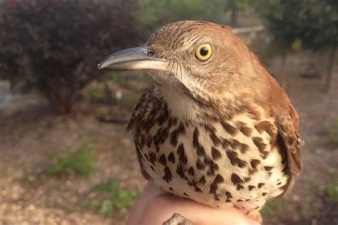 Kinglet And Thrashers Psu Fall Banding By Alex Lamoreaux Nemesis Bird