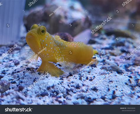 Yellow Prawn Goby Known Yellow Watchman Stock Photo 1394520020