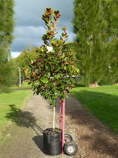 Magnolia grandiflora Little Gem Magnolia Little gem