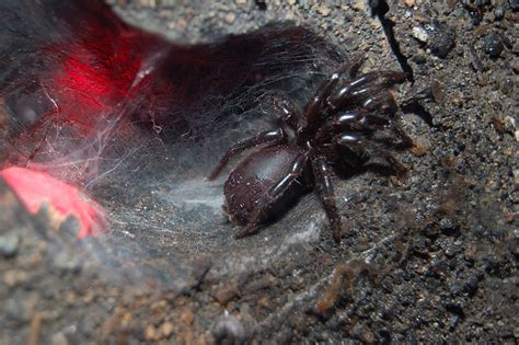 Funnel Web Spider Biological Science Picture Directory