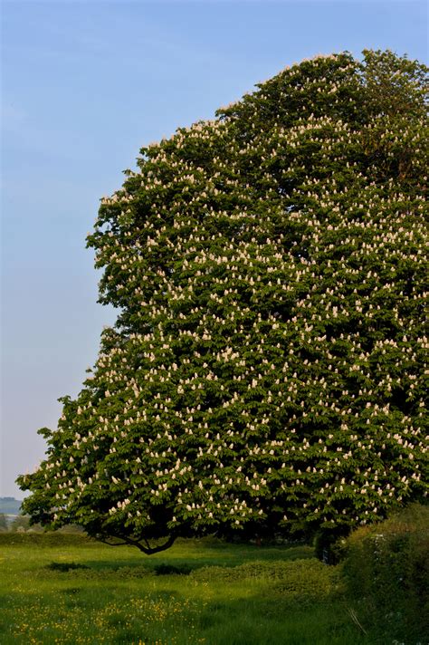 Horse Chestnut Tree In Full Blossom Wittenham Clumps Thames Valley
