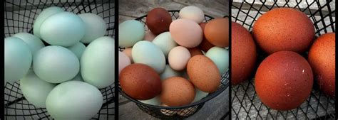 Egg Color 5 Fascinating Fun Facts You Need To Know